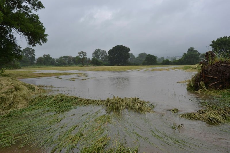 Biga’da 9 koyun yağmur sularına kapıldı