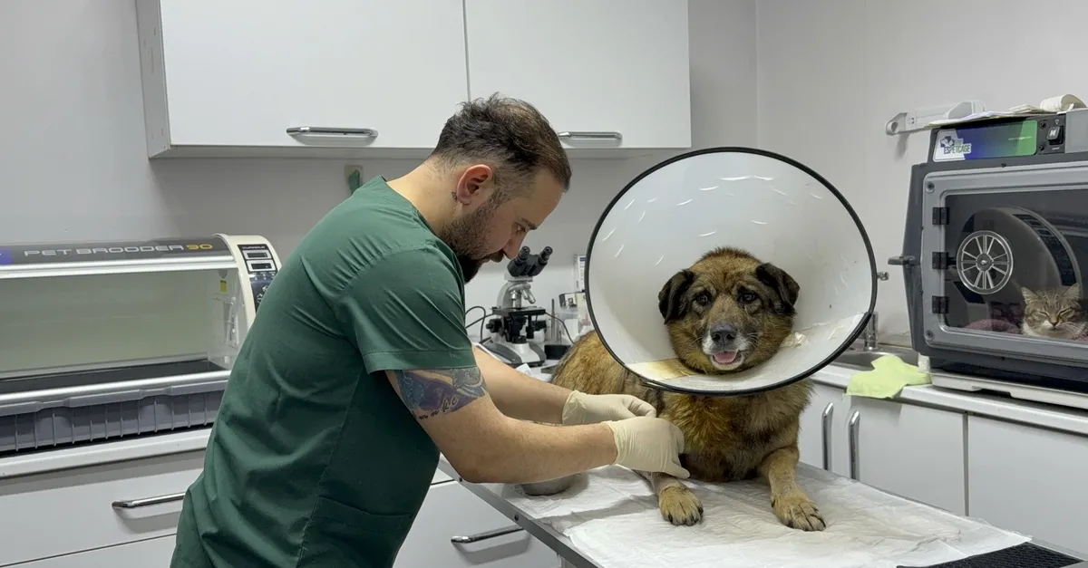 Zonguldak'ta Havladığı İçin Vurulan Köpek 'Kurşun' Sağlığına Kavuştu