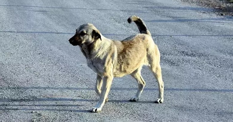 İzmir’de sokak köpeği dehşeti: 6 yaşındaki çocuğa saldırdı! Çocuğumun çığlıklarını duydum