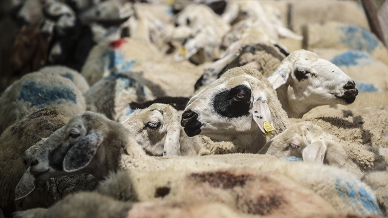 TÜİK verileri açıklandı! Büyükbaş ve küçükbaş hayvan sayısında artış