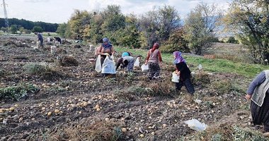 Çiftçiler arpa ve buğday yerine buna yöneldi: Daha fazla para ediyor