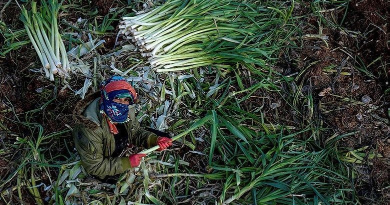 İzmir’de yağışlar çiftçinin yüzünü güldürdü: Hasat başladı