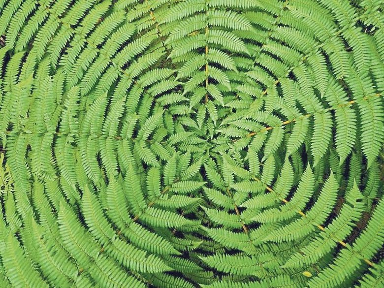 Radyasyonla savaşan bitkiler! Hayat kurtarıyor