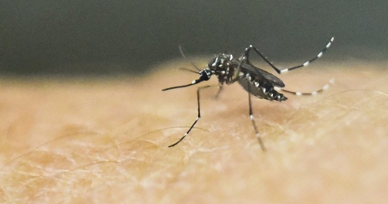 Sivrisinekten virüs bulaşır mı? Uzman isimden açıklama
