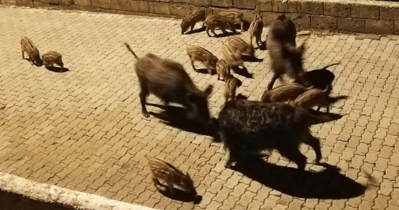 Marmaris’te aç kalan yaban domuzları ilçe merkezine indi