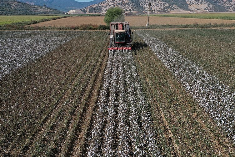 İzmir’de verim artınca pamuk üreticilerinin yüzü güldü!