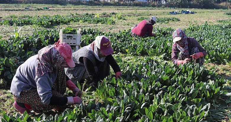 İzmir Menemen’de erkenci ıspanak hasadı başladı