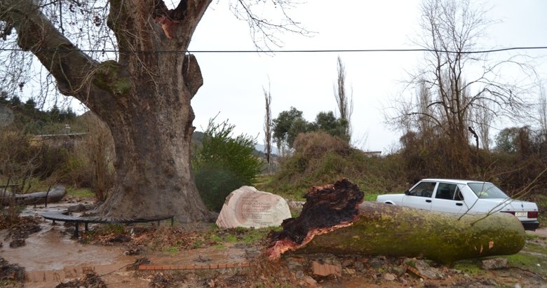 Manisa’da fırtına 430 yıllık çınar ağacına zarar verdi