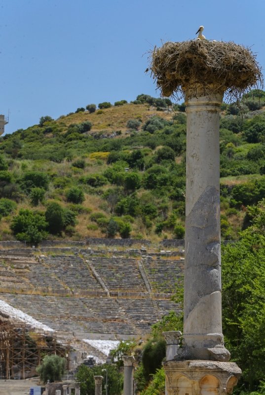 Efes Antik Kenti’nin leylekleri ilgi çekiyor