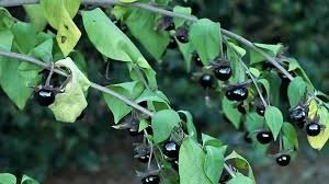 Faydaları var ama kullanımı riskli! Güzelavrat otu nedir?