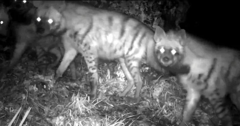 Türkiye’de görüntülendiler! Tüm aile kayıt altına alındı