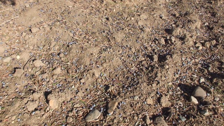 Balıkesir’de zeytin üreticileri zor günler yaşıyor