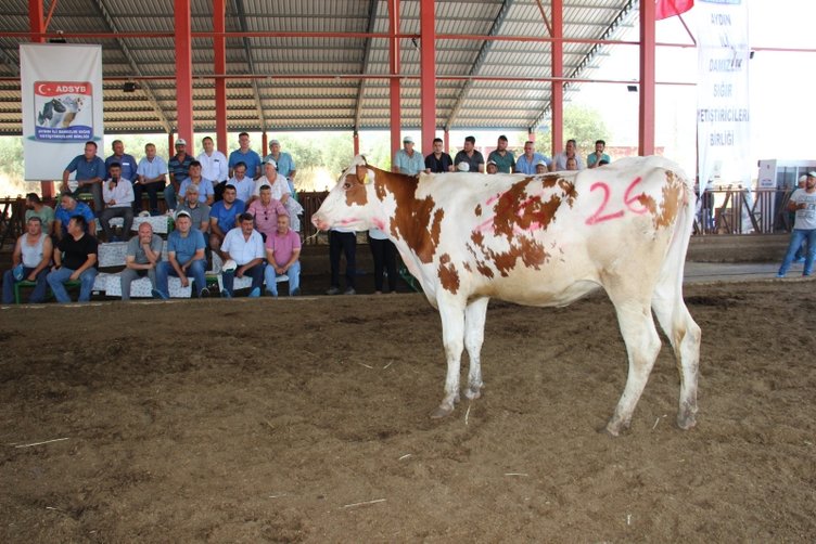 Aydın’da düveler podyuma çıktı! Kapış kapış gittiler