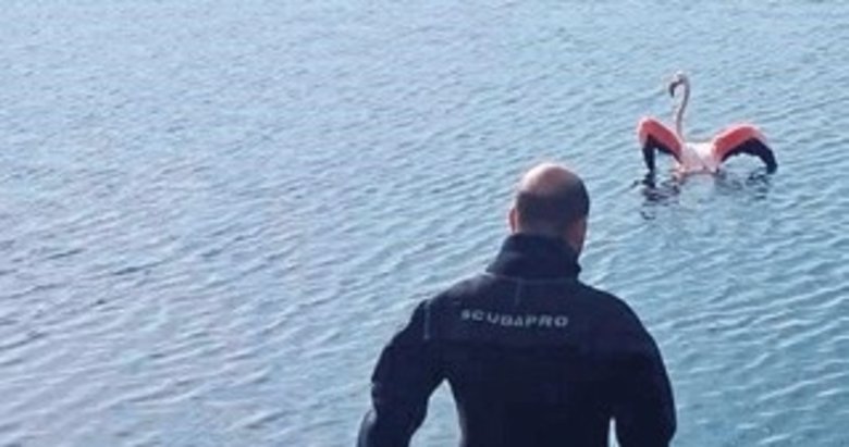 İzmir’de itfaiyeden flamingo kurtarma harekatı