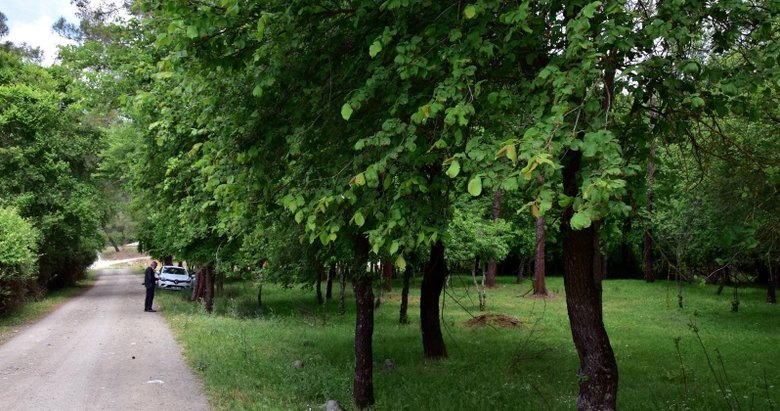 Muğla’da bulunan sığla ormanları korumaya alındı