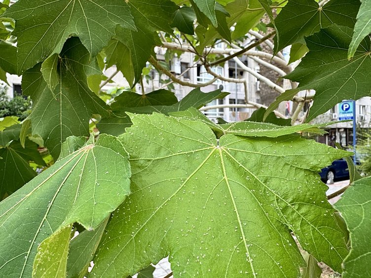 İzmir’de beyaz sinekler yüzünden yolda yürümek bile zorlaştı