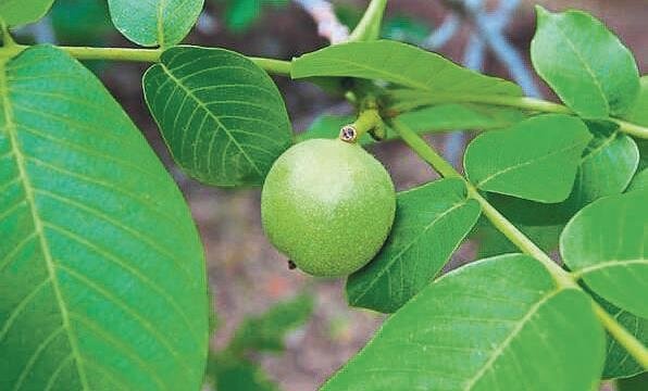 Beyazlara ‘dur’ demenin formülü