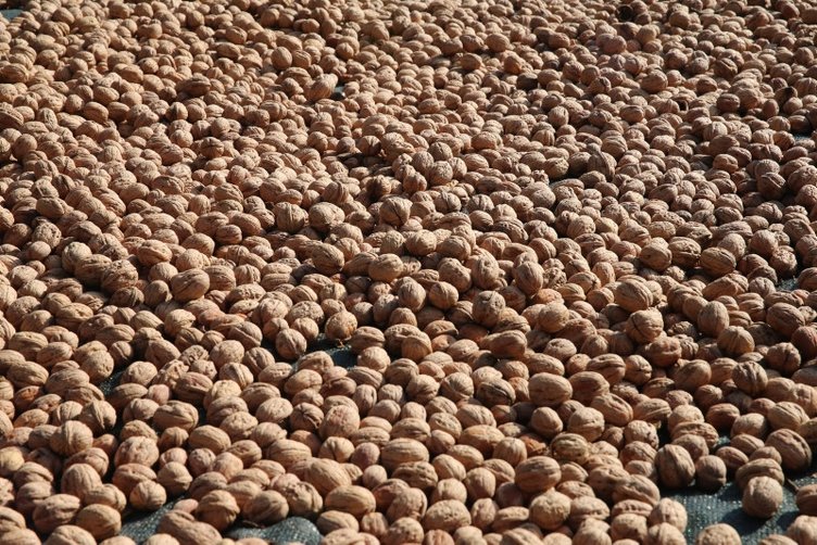 Cevizin faydaları nelerdir? Neye iyi gelir?