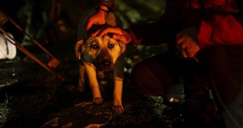 Ankara’da sokak köpeklerinin zehirlenmesi
