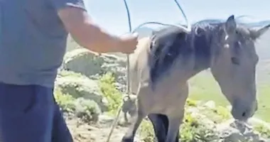 Yılkı atları sucuk mu oldu!