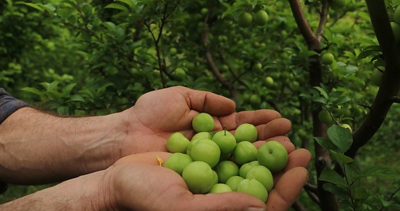 Yazın habercisi erik tezgahta yerini aldı