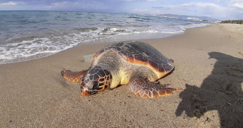 Kuşadası sahilinde iki ölü deniz kaplumbağası bulundu