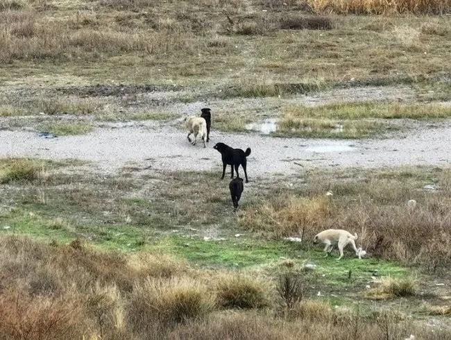 AK Parti’nin sokak hayvanları için yasa taslağının detayları neler?