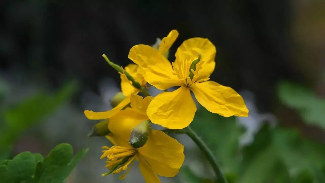 Aman dikkat: Şifalanayım derken gözünüzden olmayın! Kırlangıç otunu kullanırken dikkat