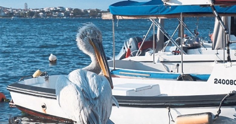 ‘Tosun’ lakaplı pelikan Foça’nın maskotu oldu