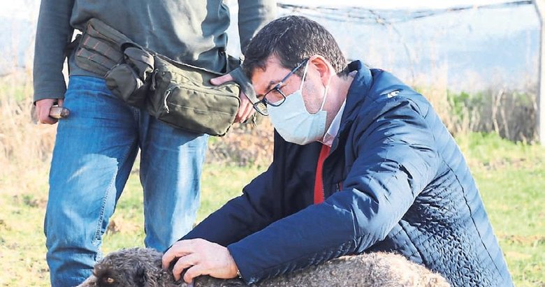 mantar avcisi kopekler