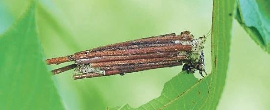 Evlerini sırtında taşıyan doğanın küçük mimarları