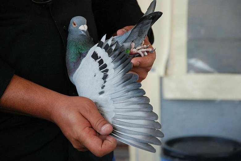 Şampiyon güvercin Bold Pilot Erzincan’dan İzmir’e 14 saat 37 dakikada uçtu