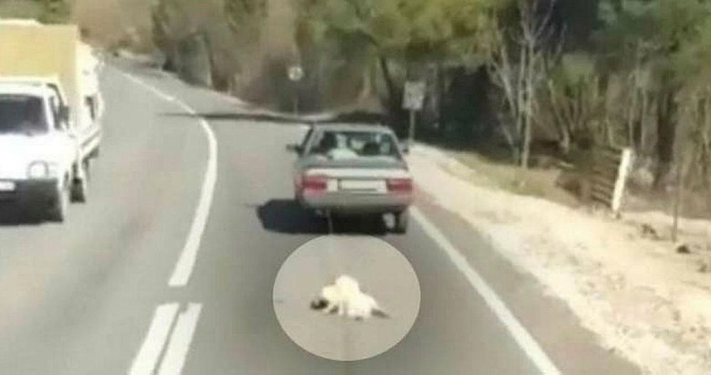 Köpeğini otomobilin arkasına bağlayarak sürükleyen şahıs gözaltına alındı