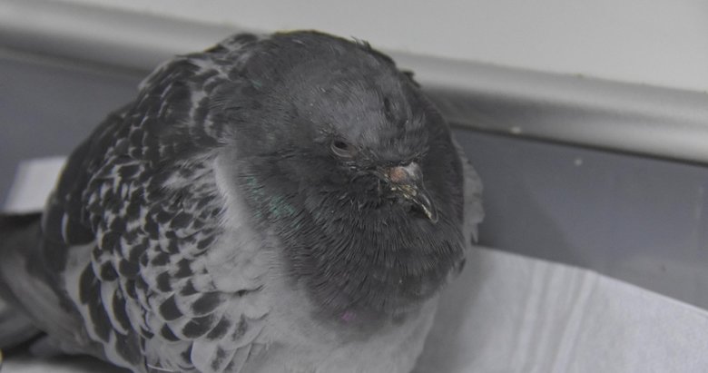 Enkazdan 48 saat sonra çıkarılan güvercin hayata tutundu