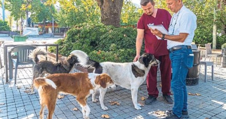 İzmir’de sahipsiz sokak köpeklerin sayımı başladı