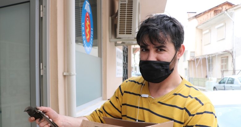 Yararlı olan ebabil kuşunu tedavi ettirip korumaya aldı