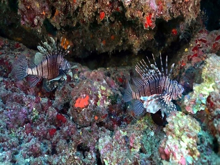 Deniz suyu soğudu, egzotik türdeki balıklar Ege’yi terk etti