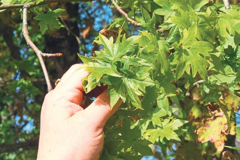 Kleopatra’nın aşk iksiri sığla yağı
