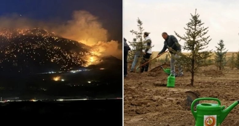Denizli yeniden yeşerecek! Zarar gören alanlar 2 milyon 556 bin fidanla yeşillendirilecek