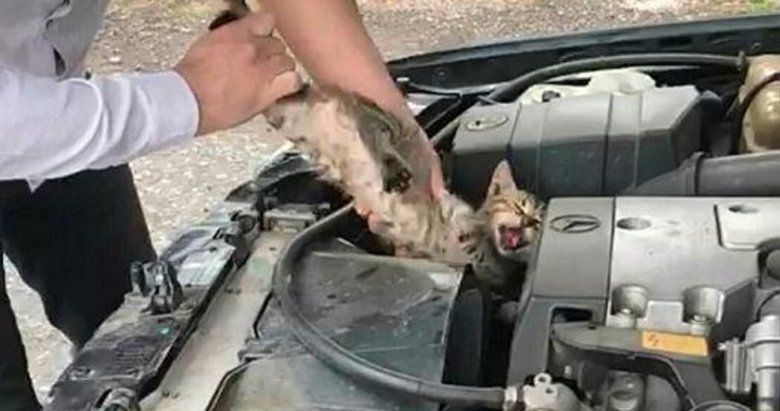 Motor kaputundaki yavru kedi, 70 km yolculuktan sonra fark edildi