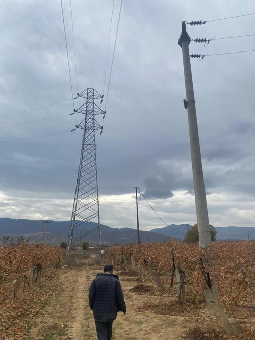 Manisa’daki firari inek, 42 günlük kovalamacanın ardından Denizli’de yakalandı