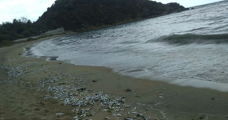 Balıkesir’de yüzlerce ölü balık sahile vurdu