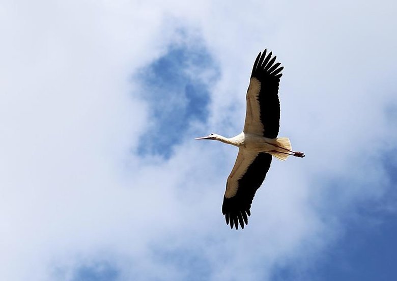 Yüzyıllardır Ege’nin bu köyüne uğramadan geçmiyorlar! Bu sene erken geldiler