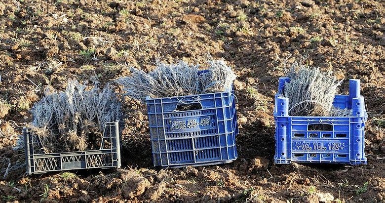 Troya’nın ziyaretçilerini lavanta tarlaları karşılayacak