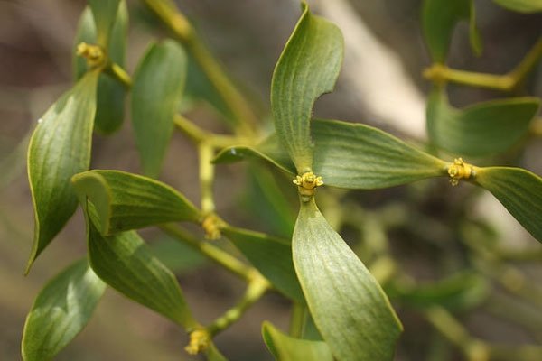 Ökse otu faydaları nelerdir, ne işe yarar?