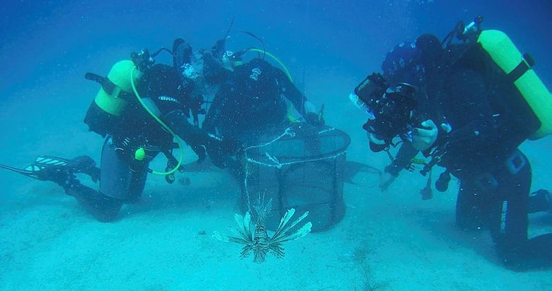 Muğla’da ölmek üzere olan zehirli aslan balığının özgürlüğe kavuşma anı