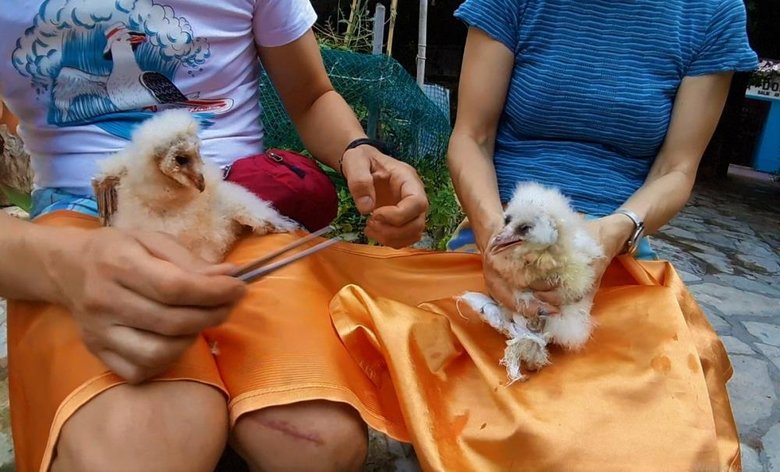 Peçeli baykuşlar, doğaya salınacağı günü bekliyor