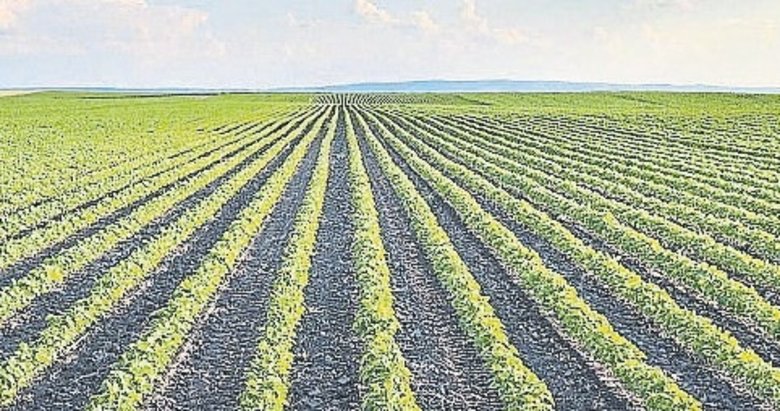 39 yeni tarla bitkisi tescillendi