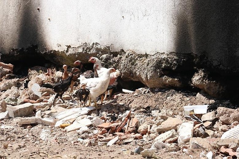 Fethiye’de piton yılanı paniği devam ediyor! En son burada kirpi yerken görüldü