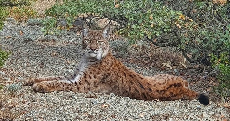 Denizli’de yaralı bulunan vaşak tedaviye alındı